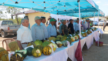 AYVATLAR KAVUN FESTİVALİ DÜZENLENDİ
