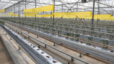 Jeotermal Kaynaklı Teknolojik Sera’da Yeni Ürün Sezonu Açıldı