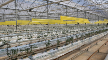 Jeotermal Kaynaklı Teknolojik Sera’da Yeni Ürün Sezonu Açıldı