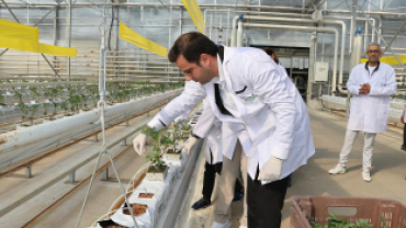 Jeotermal Kaynaklı Teknolojik Sera’da Yeni Ürün Sezonu Açıldı